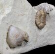 Small Kainops Trilobite With Brachiopod & Coral - Oklahoma #42852-2